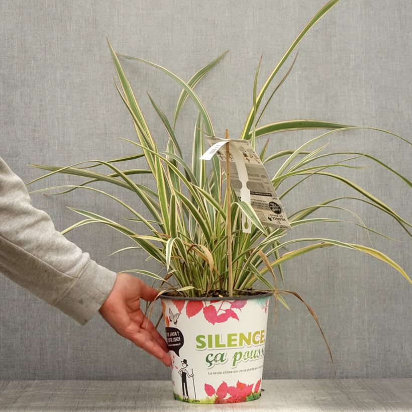 Amostra de Phormium cookianum Tricolor Vaso de 3 L/4 L tal como entregue no verão