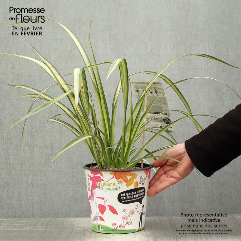 Amostra de Phormium Cream Delight - Lin des montagnes. Vaso de 4 L/5 L tal como entregue no inverno