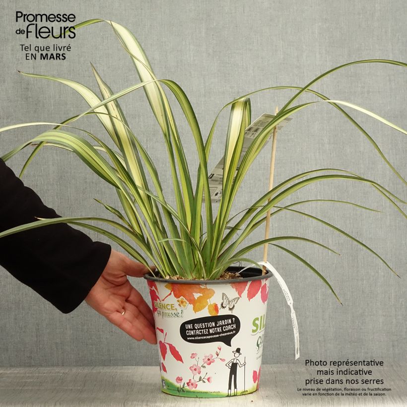 Amostra de Phormium cookianum Cream Delight Vaso de 4 L/5 L tal como entregue na primavera