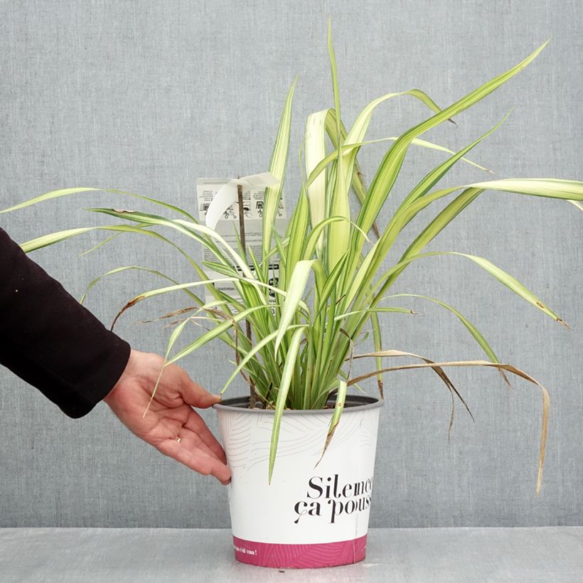 Amostra de Phormium cookianum Cream Delight Vaso de 4 L/5 L tal como entregue no outono
