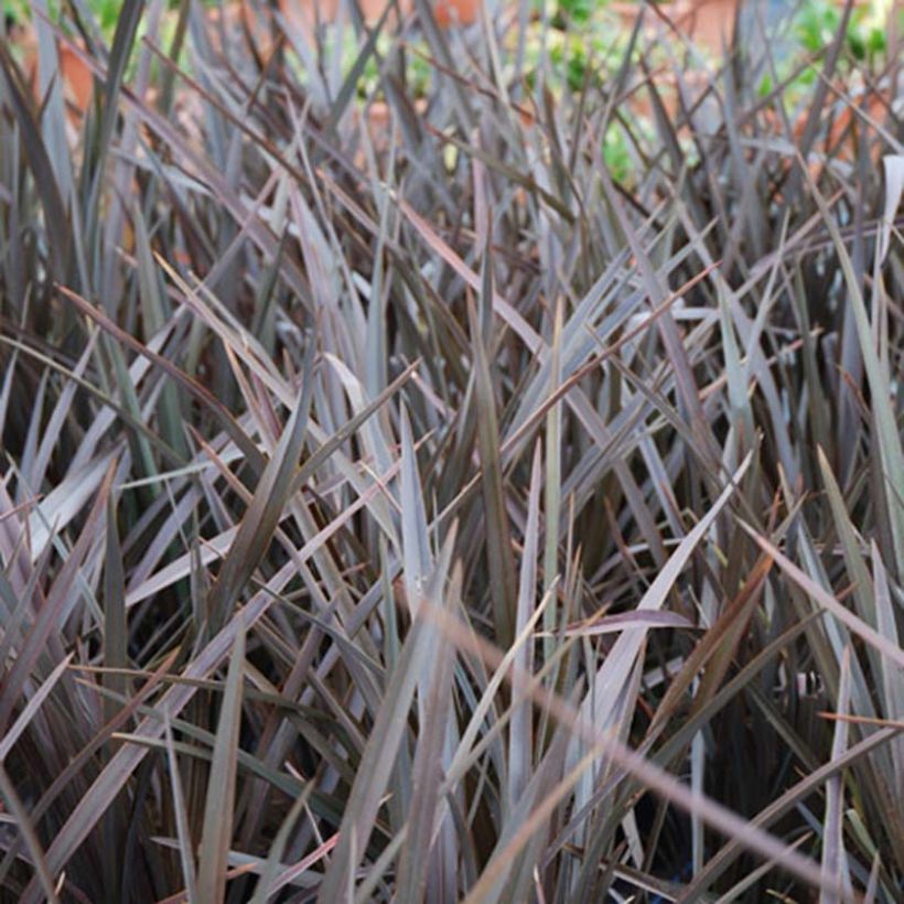 Phormium tenax Dark Delight (Folhagem)