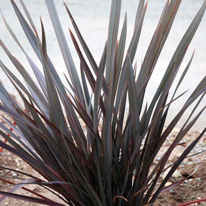 Phormium tenax Dark Delight (Hábito)