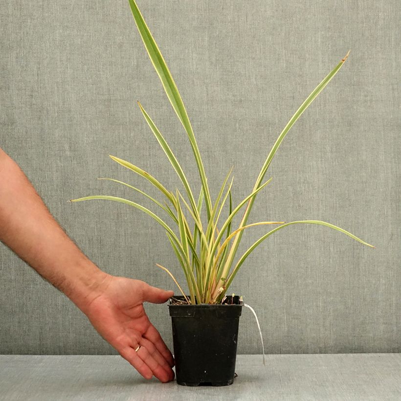 Amostra de Phormium Duet - Linho-da-Nova Zelândia Vaso de 1,5 L/2 L tal como entregue no verão