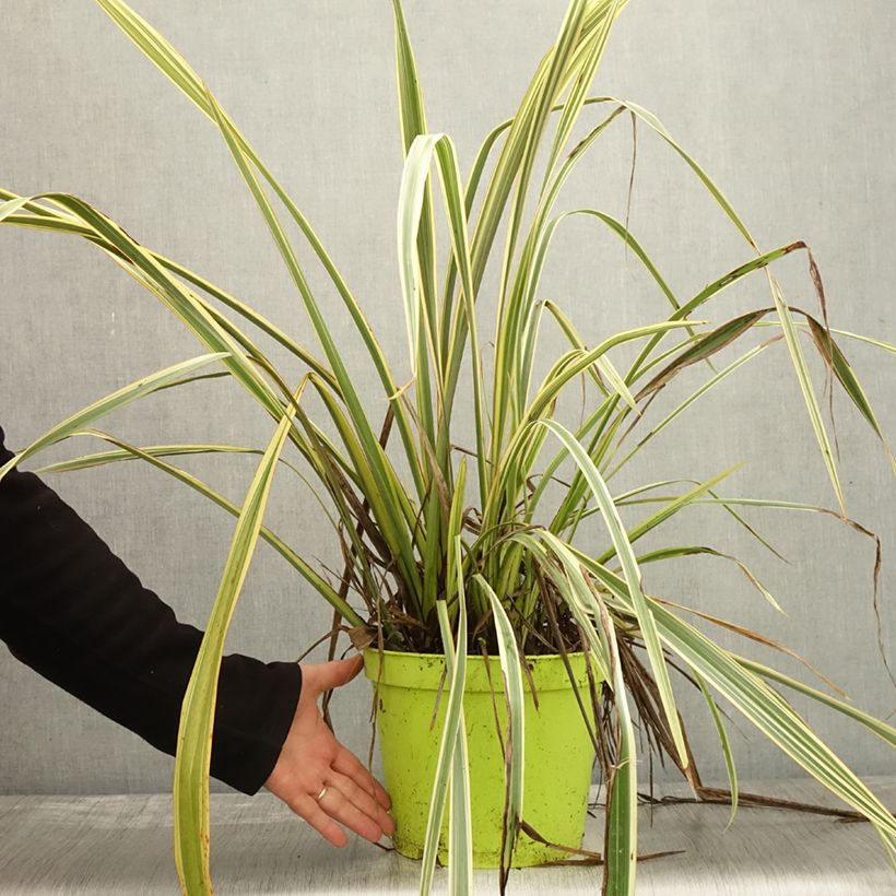 Amostra de Phormium tenax Golden Ray Vaso de 7,5 L/10 L tal como entregue no outono