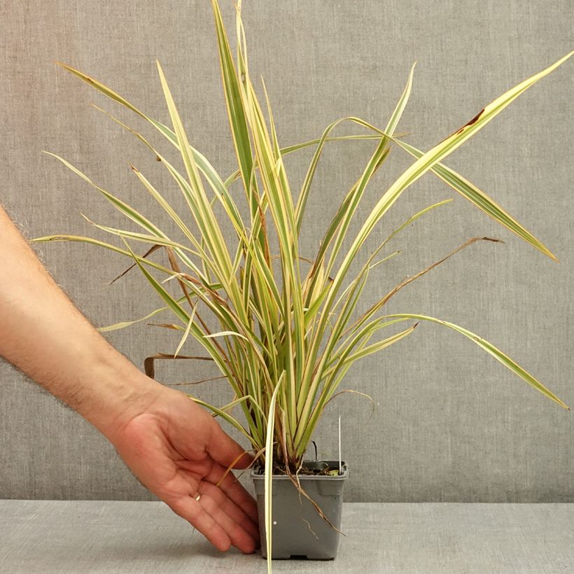 Amostra de Phormium tenax Golden Ray Vaso de 8/9 cm tal como entregue no verão