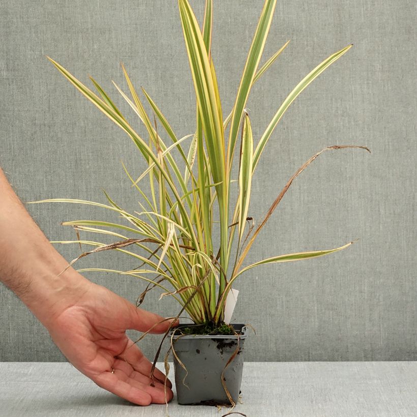 Amostra de Phormium tenax Golden Ray Vaso de 8/9 cm tal como entregue na primavera