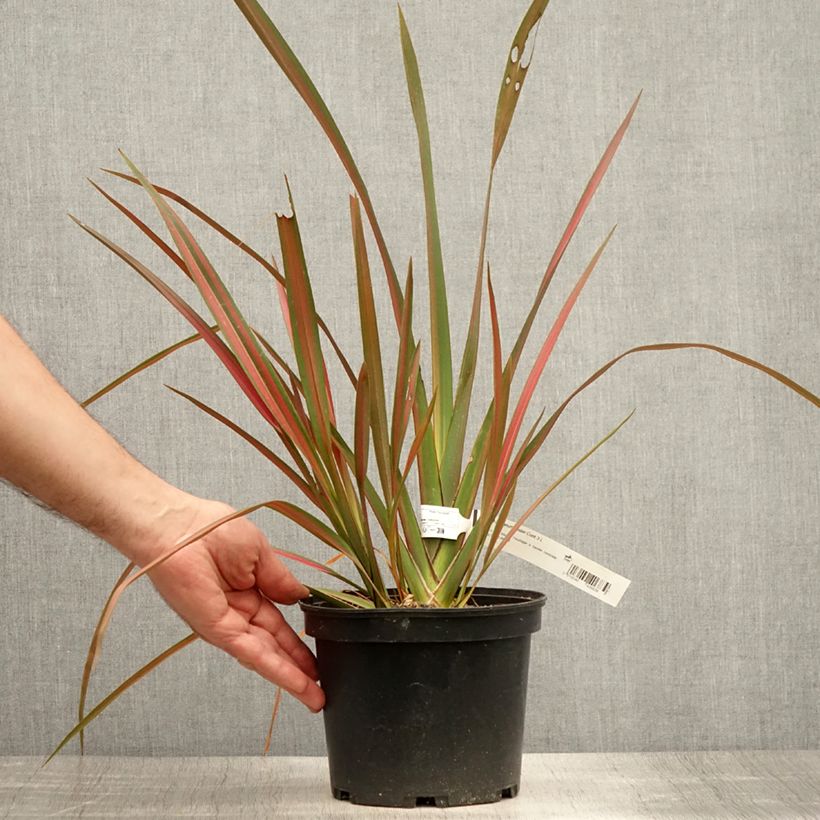 Amostra de Phormium tenax Jester Vaso de 3 L/4 L tal como entregue no verão