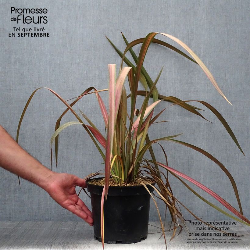 Amostra de Phormium tenax Jester Vaso de 3 L/4 L tal como entregue no outono