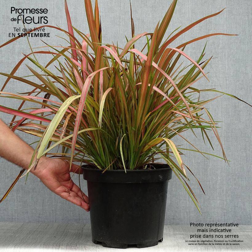 Amostra de Phormium tenax Jester Vaso de 7,5 L/10 L tal como entregue no outono