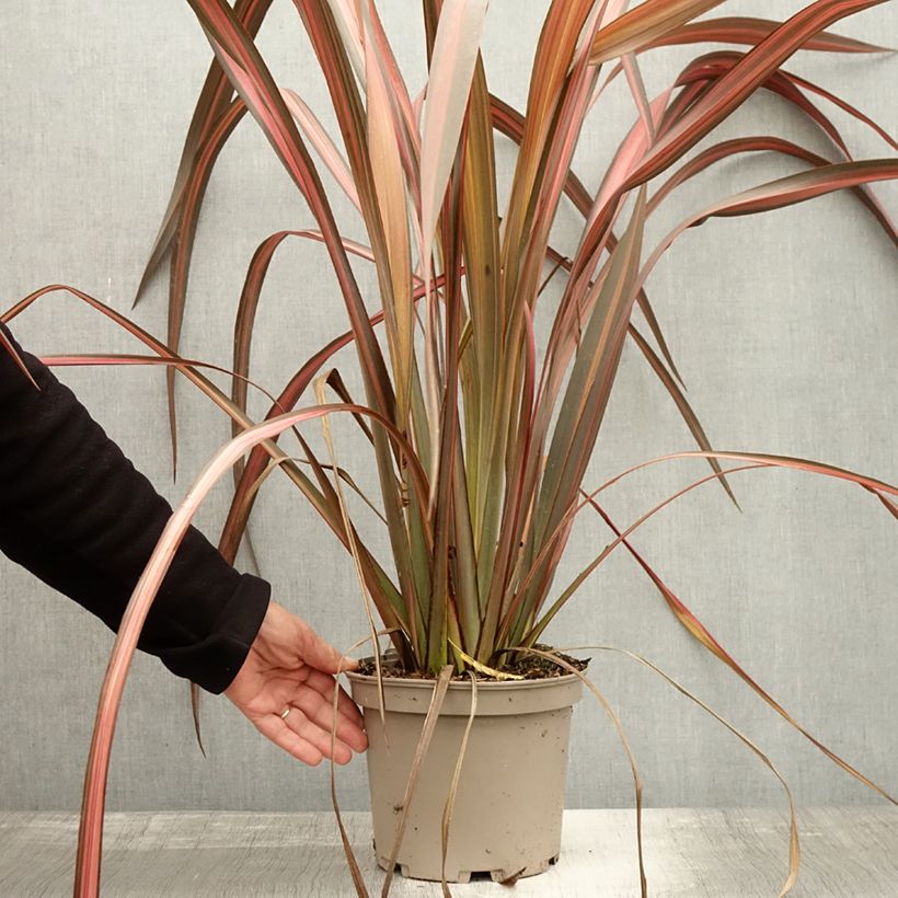 Amostra de Phormium tenax Margaret Jones Vaso de 4 L/5 L tal como entregue no outono