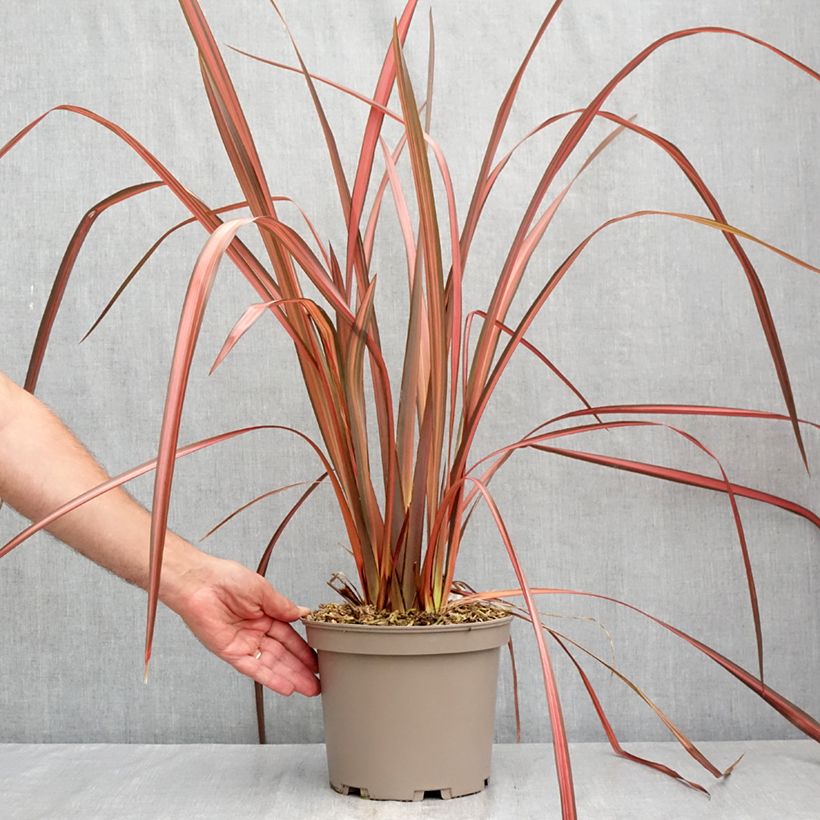 Amostra de Phormium tenax Margaret Jones Vaso de 4 L/5 L tal como entregue no verão