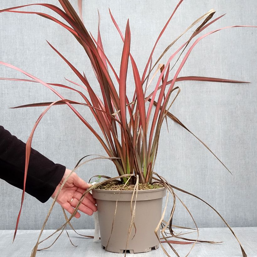 Amostra de Phormium Margaret Jones - Lin de Nouvelle-Zélande Vaso de 4 L/5 L tal como entregue no inverno