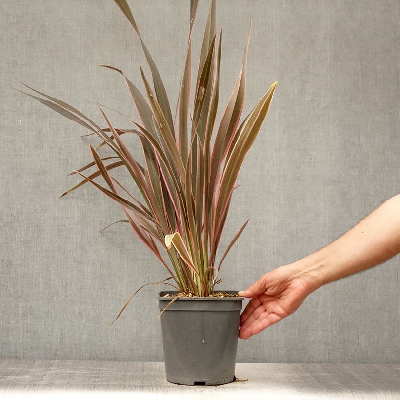 Amostra de Phormium tenax Pink Stripe Vaso de 3 L/4 L tal como entregue no verão
