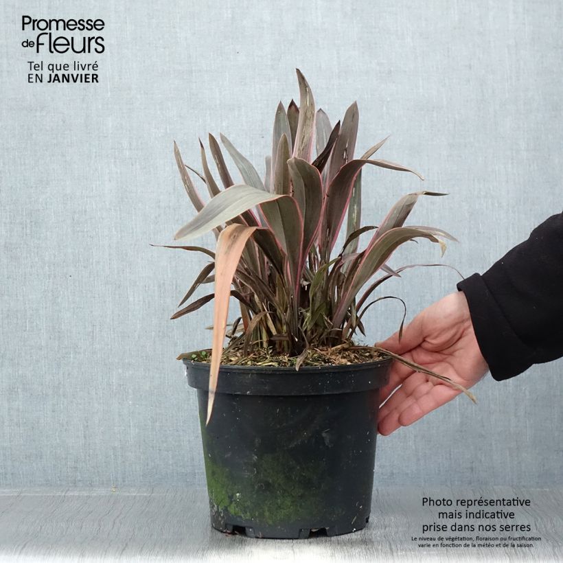 Amostra de Phormium  Pink Stripe - Lin de Nouvelle-Zélande  Vaso de 3 L/4 L tal como entregue no inverno