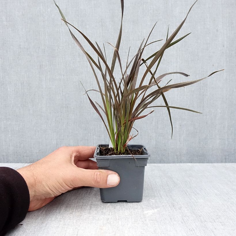 Amostra de Phormium Platts Black Vaso de 8/9 cm tal como entregue no outono