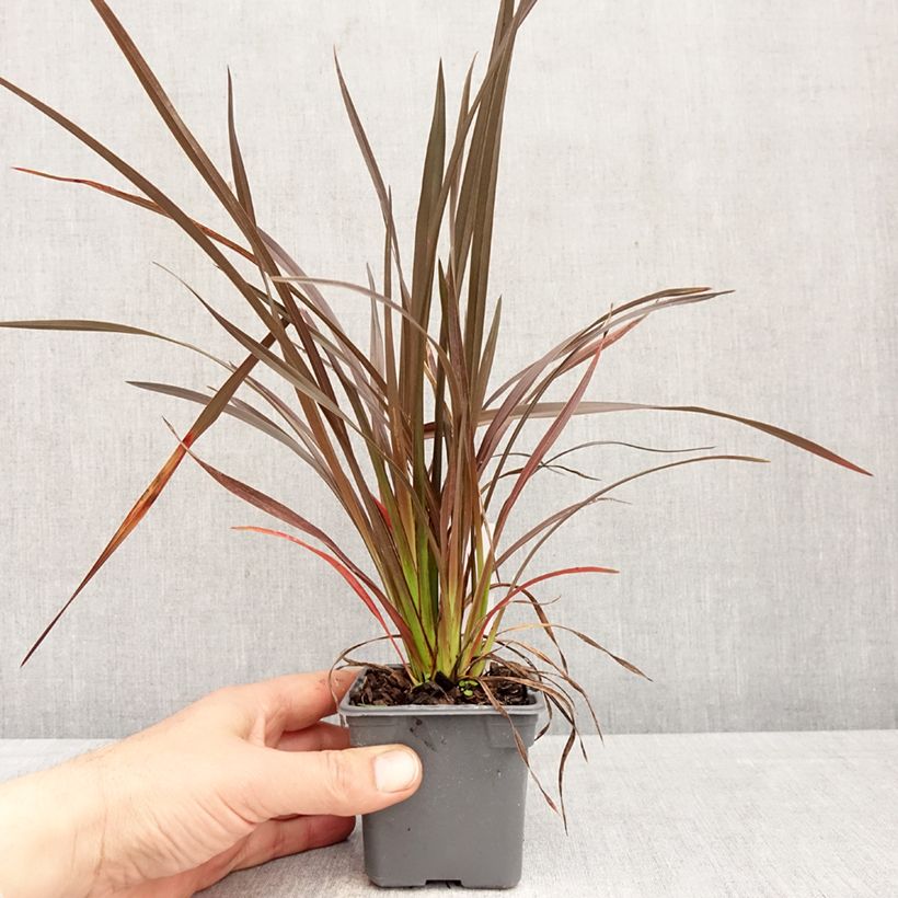 Amostra de Phormium Platts Black Vaso de 8/9 cm tal como entregue na primavera