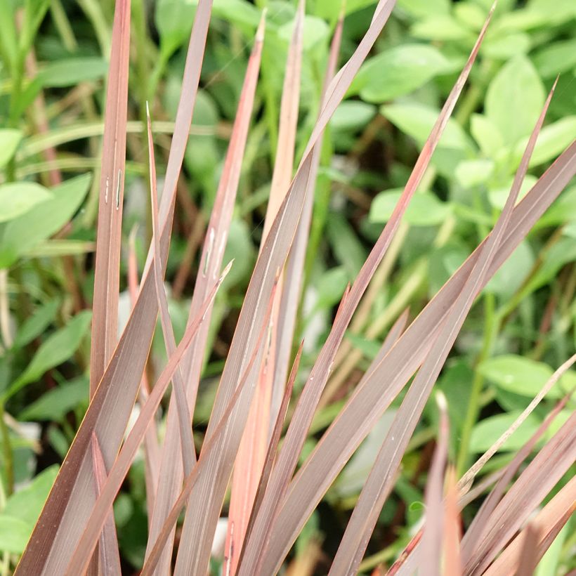 Phormium Platts Black (Folhagem)