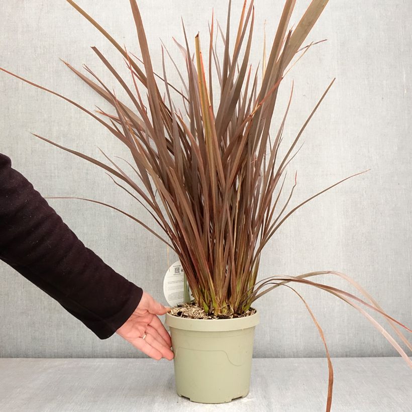 Amostra de Phormium Platts Black Vaso de 3 L/4 L tal como entregue na primavera