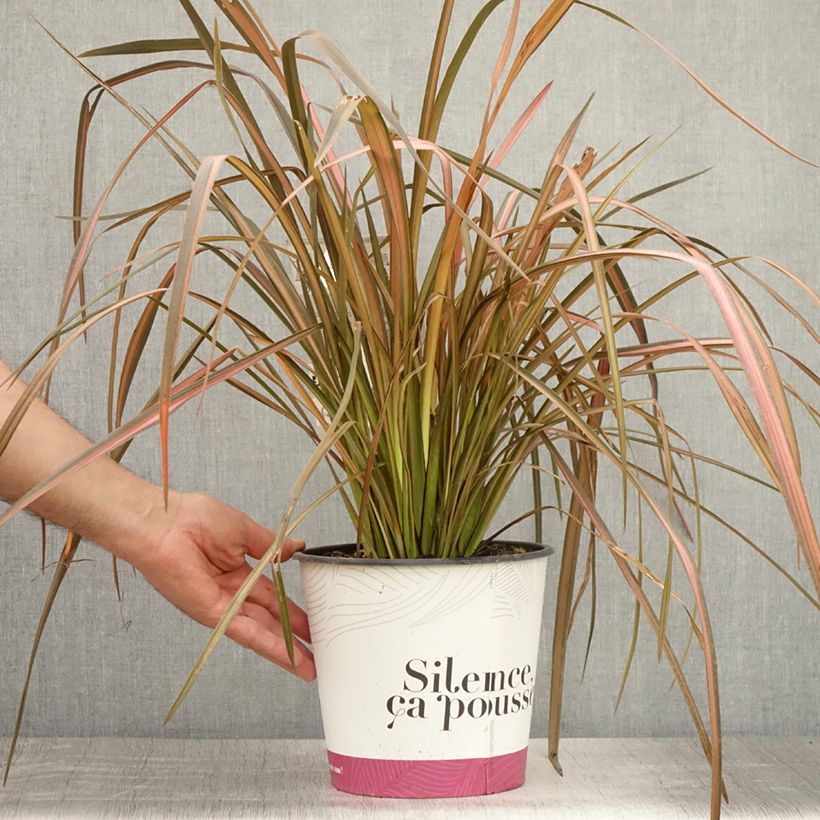Amostra de Phormium tenax Rainbow Maiden Vaso de 3 L/4 L tal como entregue no verão