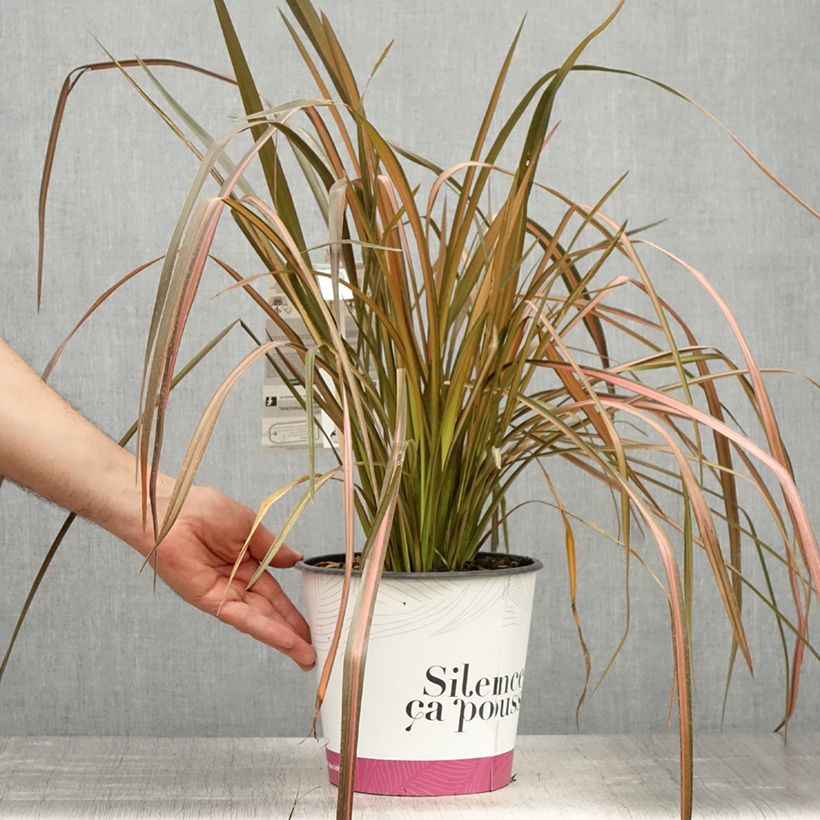 Amostra de Phormium tenax Rainbow Maiden Vaso de 3 L/4 L tal como entregue na primavera