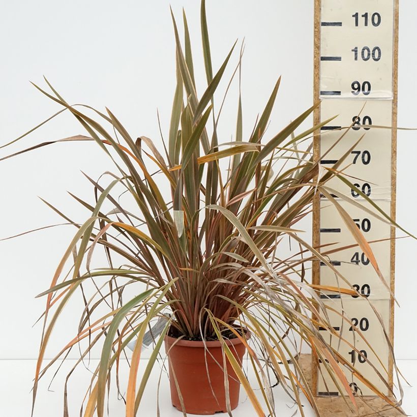 Amostra de Phormium tenax Rainbow Queen Vaso de 7,5 L/10 L tal como entregue no verão