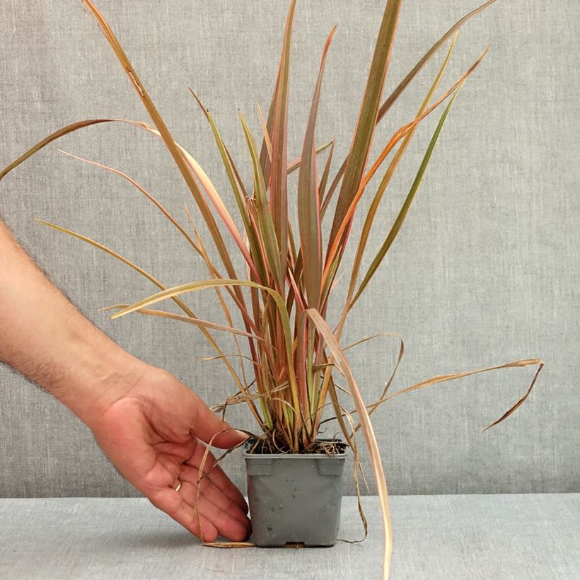 Amostra de Phormium tenax Rainbow Queen Vaso de 8/9 cm tal como entregue no verão