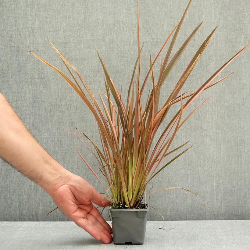 Amostra de Phormium tenax Rainbow Queen Vaso de 8/9 cm tal como entregue na primavera