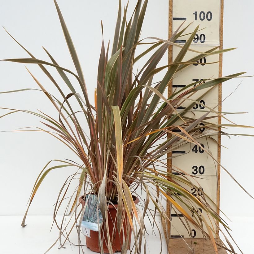 Amostra de Phormium tenax Rainbow Queen Vaso de 7,5 L/10 L tal como entregue no outono