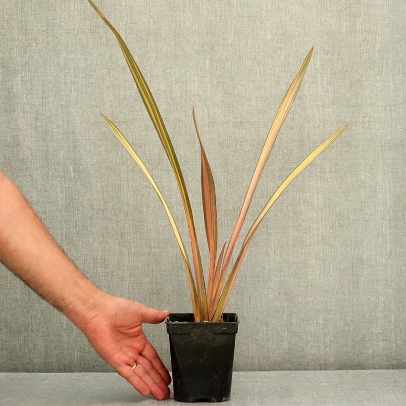 Amostra de Phormium tenax Rainbow Sunrise Vaso de 1,5 L/2 L tal como entregue no verão