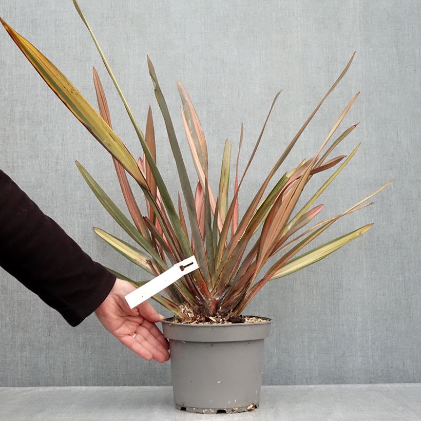 Amostra de Phormium tenax Rainbow Sunrise Vaso de 3 L/4 L tal como entregue no outono