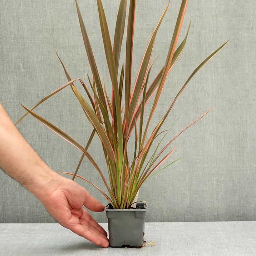 Amostra de Phormium tenax Sundowner Vaso de 8/9 cm tal como entregue na primavera