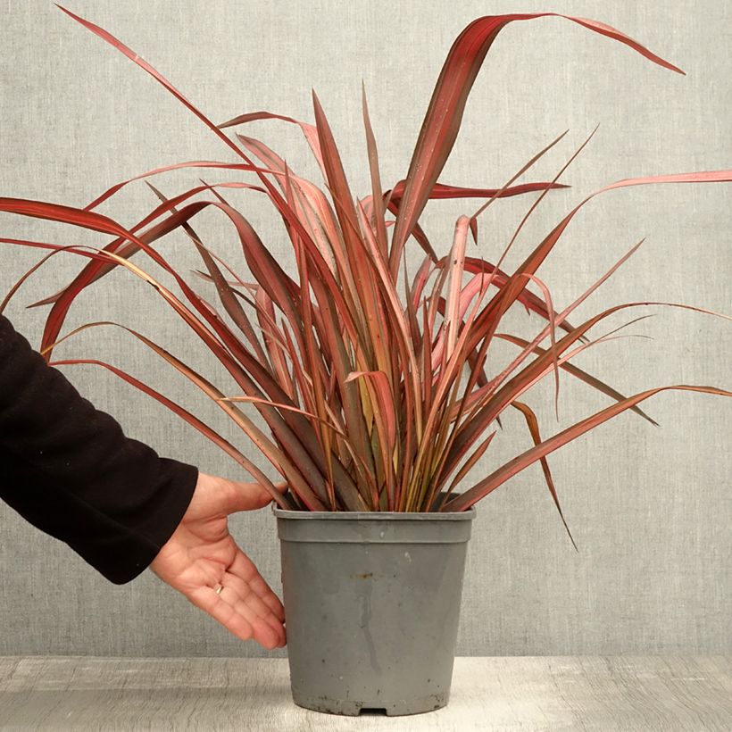 Amostra de Phormium tenax Evening Glow Vaso de 4 L/5 L tal como entregue no outono