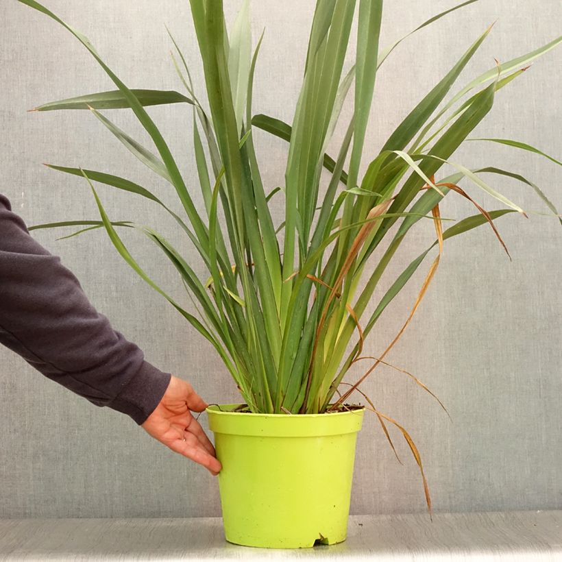 Amostra de Phormium tenax Vaso de 7,5 L/10 L tal como entregue no verão