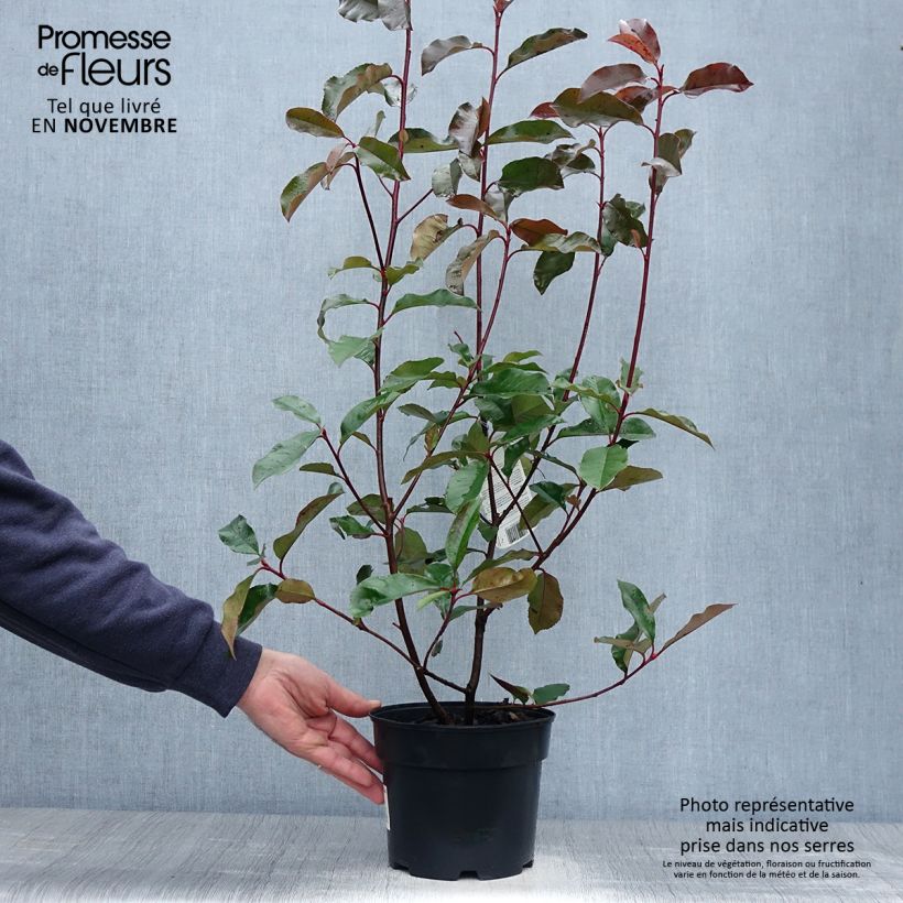 Amostra de Photinia fraseri Camilvy Vaso de 2 L/3 L tal como entregue no outono