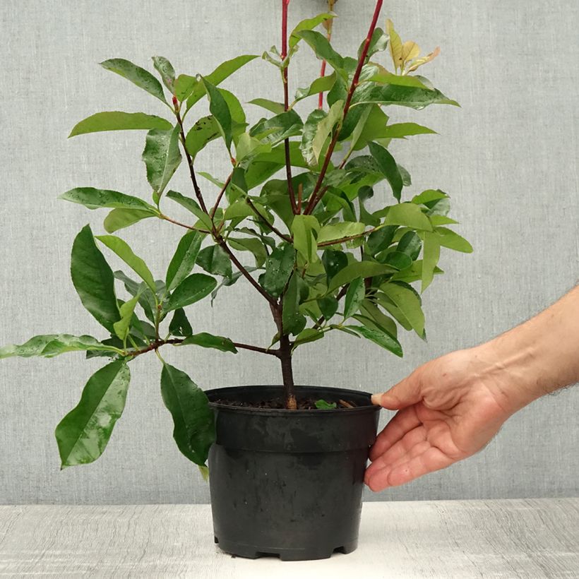 Amostra de Photinia fraseri Camilvy Vaso de 2 L/3 L tal como entregue no verão