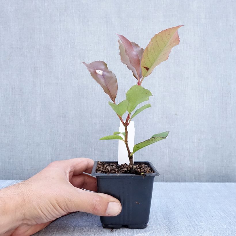 Amostra de Photinia fraseri Camilvy Vaso de 8/9 cm tal como entregue no outono