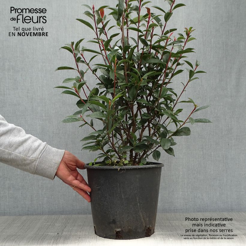 Amostra de Photinia fraseri Carré Rouge Vaso de 7,5 L/10 L tal como entregue no outono