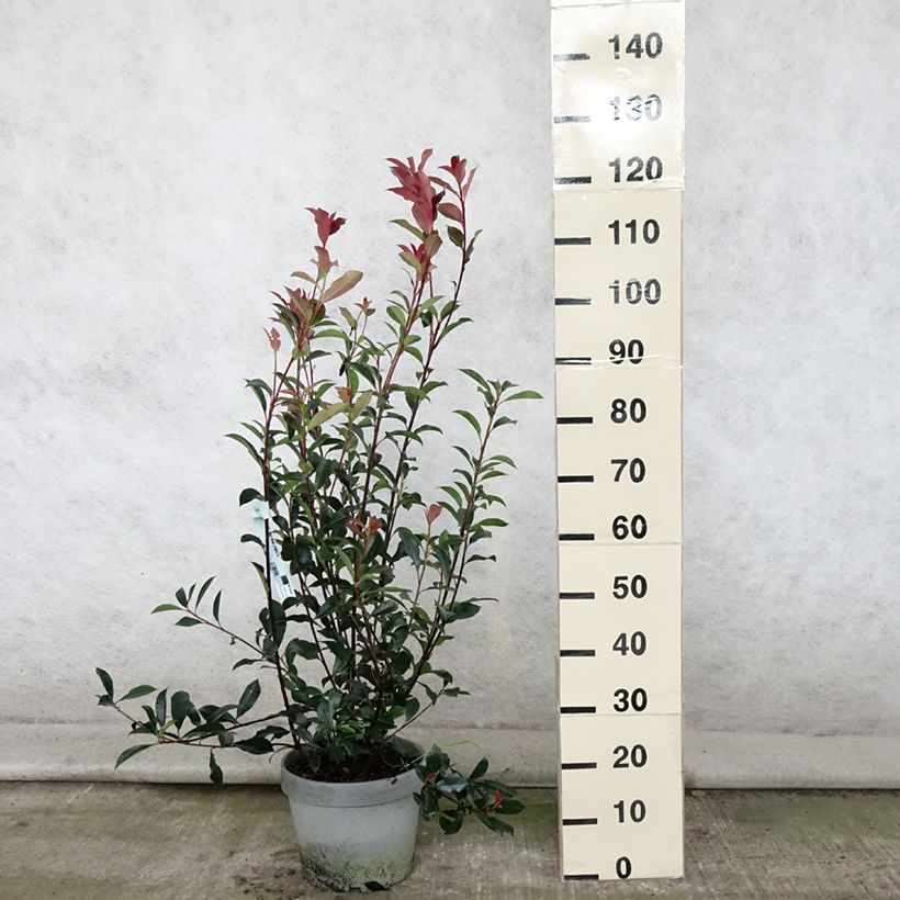 Amostra de Photinia fraseri Carré Rouge Vaso de 7,5 L/10 L tal como entregue no verão