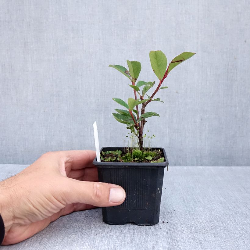 Amostra de Photinia fraseri Carré Rouge Vaso de 8/9 cm tal como entregue no outono