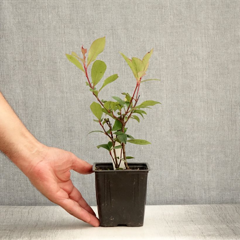 Amostra de Photinia fraseri Carré Rouge Vaso de 8/9 cm tal como entregue no verão