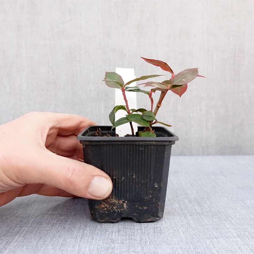 Amostra de Photinia fraseri Carré Rouge Vaso de 8/9 cm tal como entregue no inverno