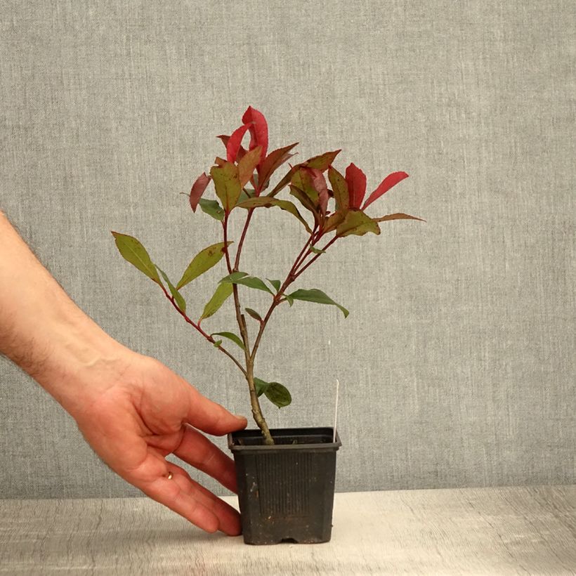 Amostra de Photinia fraseri Carré Rouge Vaso de 8/9 cm tal como entregue na primavera