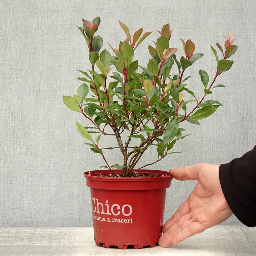 Amostra de Photinia fraseri Chico Vaso de 2 L/3 L tal como entregue no outono