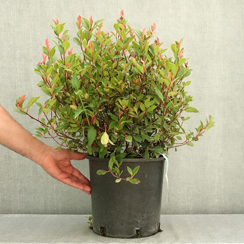 Amostra de Photinia fraseri Chico Vaso de 7,5 L/10 L tal como entregue no verão