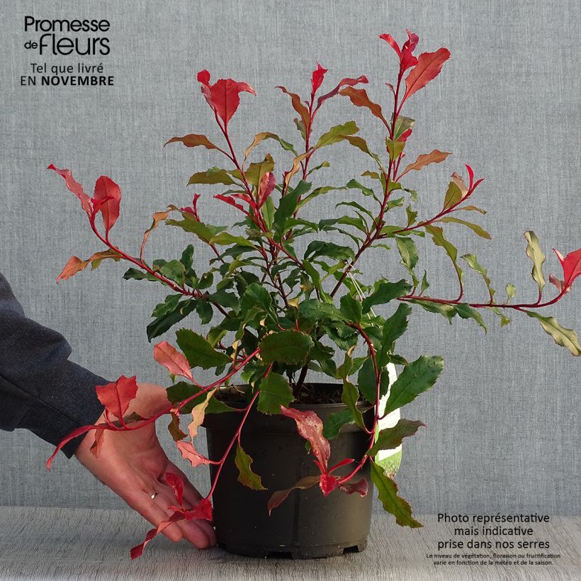 Amostra de Photinia fraseri Corallina Vaso de 1,5 L/2 L tal como entregue no outono