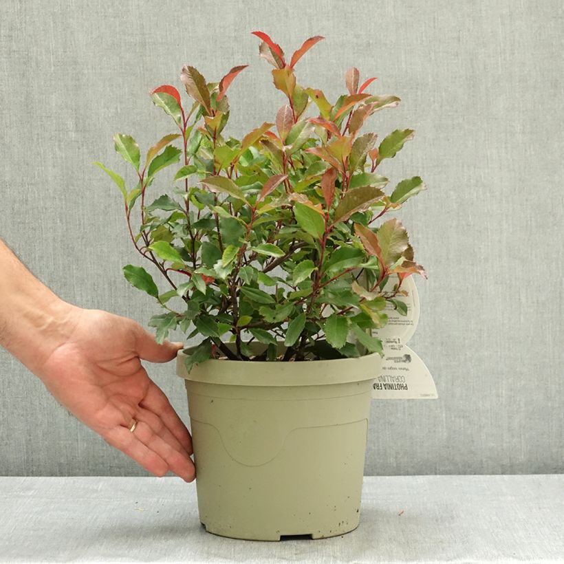 Amostra de Photinia fraseri Corallina Vaso de 3 L/4 L tal como entregue no verão