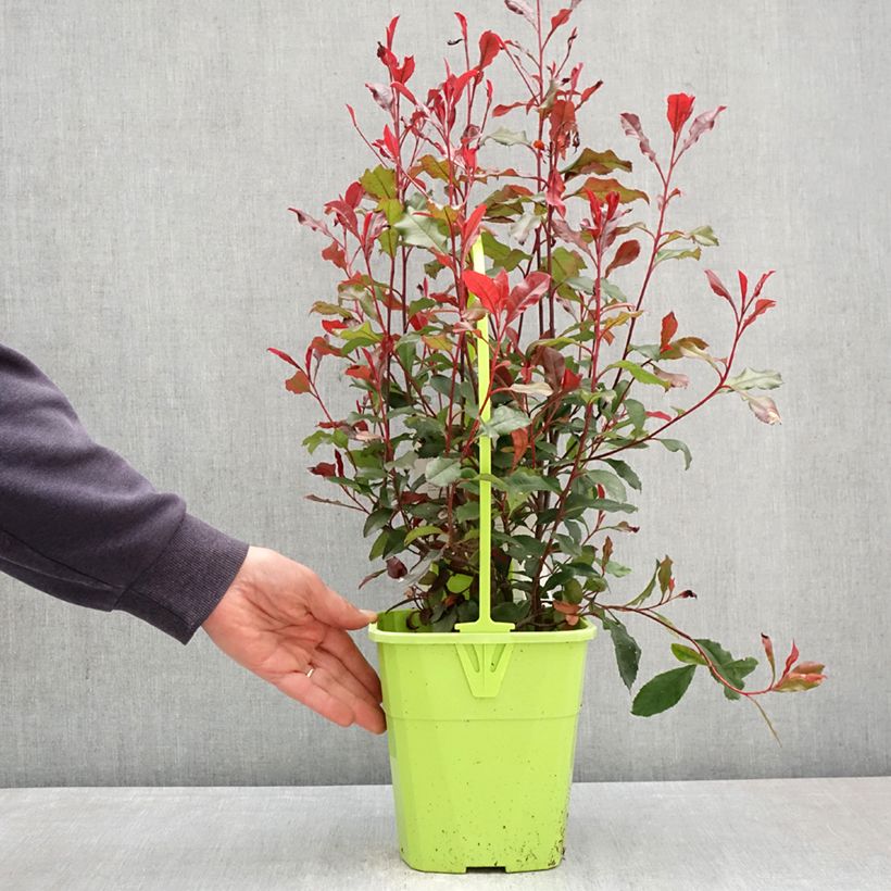 Amostra de Photinia fraseri Corallina Vaso de 3 L/4 L tal como entregue na primavera