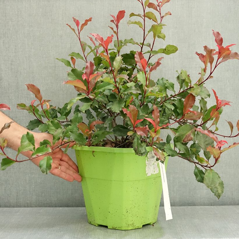 Amostra de Photinia fraseri Corallina Vaso de 7,5 L/10 L tal como entregue no verão