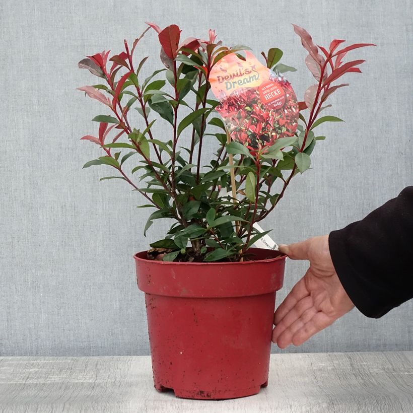 Amostra de Photinia fraseri Devil's Dream Vaso de 2 L/3 L tal como entregue no outono