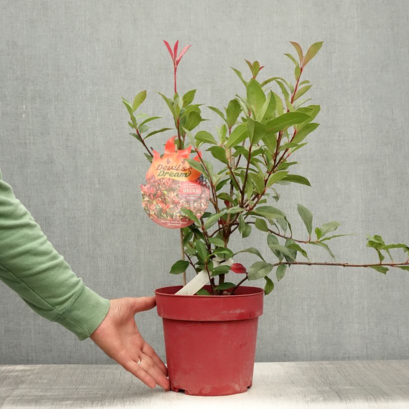 Amostra de Photinia fraseri Devil's Dream Vaso de 2 L/3 L tal como entregue no verão